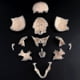 thumbnail image 2 of Modelo Anatómico de Cráneo Humano Desmontado 4D YONGSHENG, 2 of 2