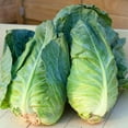 thumbnail image 1 of GSDWIUEW 150+ Cabbage Greyhound Early-Vegetable Green, 1 of 8