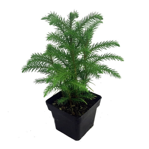 Ohio Grown Norfolk Island Pine Indoor Christmas Tree 4 Pot Walmart Com