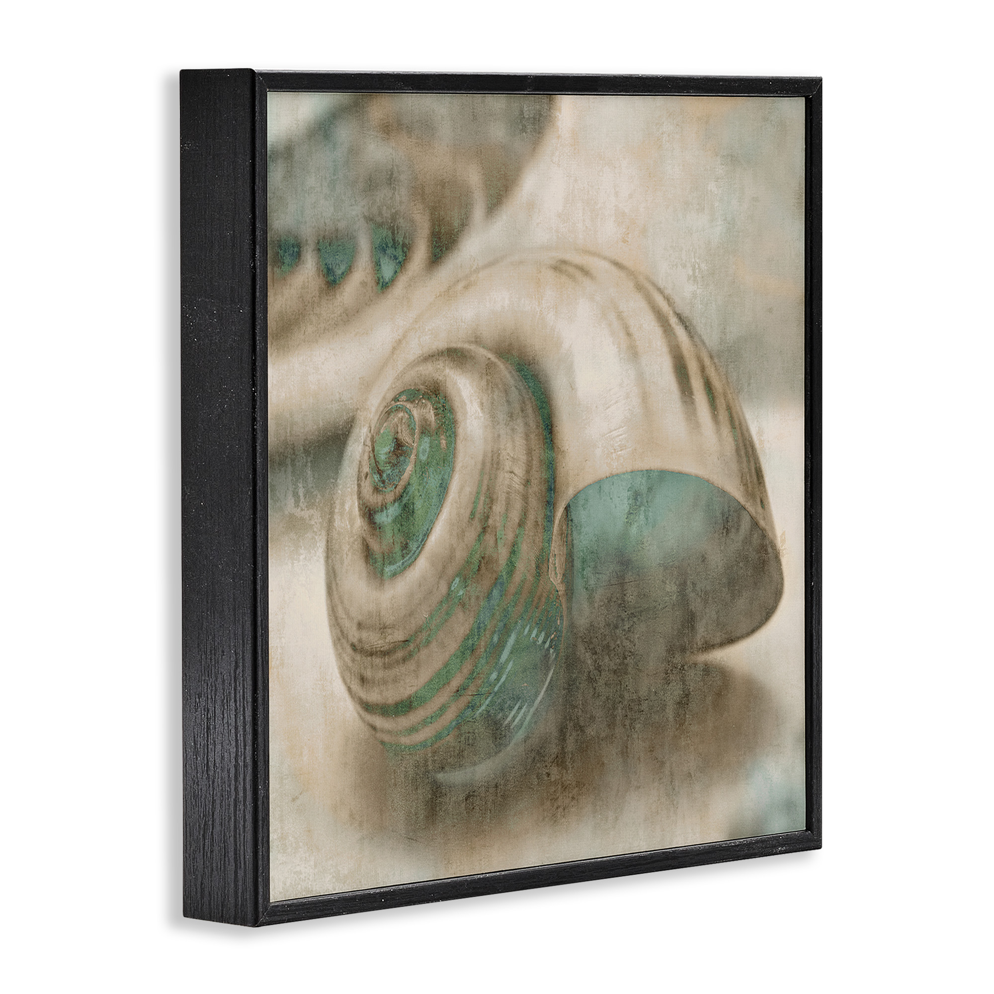 Stupell Industries Centered Sharkeye Seashell Nature Photography Black Framed Art Print Wall Art, 24 x 24