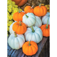 thumbnail image 2 of TomorrowSeeds - Mini Mix Pumpkins Seeds - 30+ Count - For 2025 Planting White Orange Mix Baby Boo,, 2 of 11
