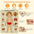 thumbnail image 2 of Rompecabezas Corporal Para Niños Juego Educativo Temprano De Anatomía Humana Para Aprender Partes Del Cuerpo Órganos Rompecabezas De Anatomía Corporal Rompecabezas Sensorial De Modelo De Cuerpo Humano Muyoka Hogar, 2 of 7