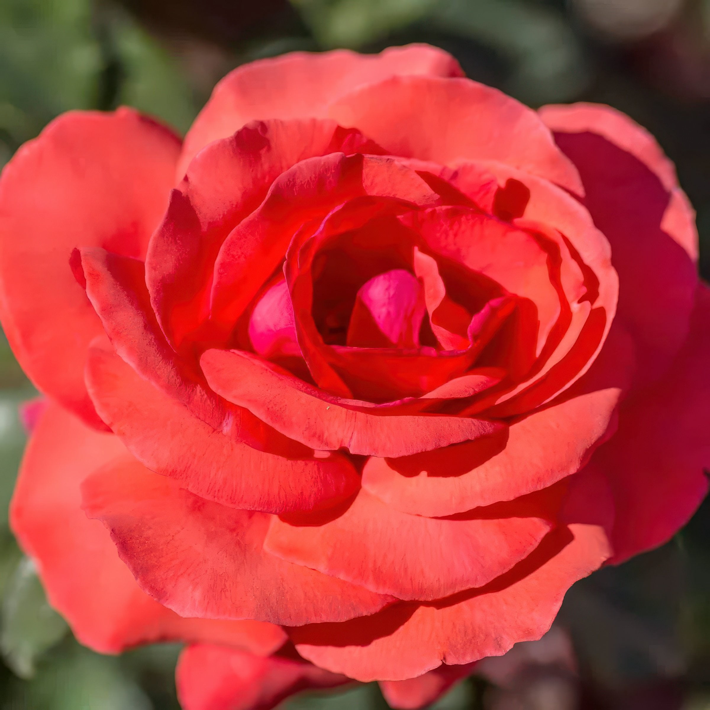 National Plant Network Bare Root Fragrant Cloud Rose