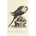 thumbnail image 2 of Parasitic Jaeger Or Arctic Skua Stercorarius Parasiticus Poster Print By ?? Florilegius Mary Evans, 2 of 4