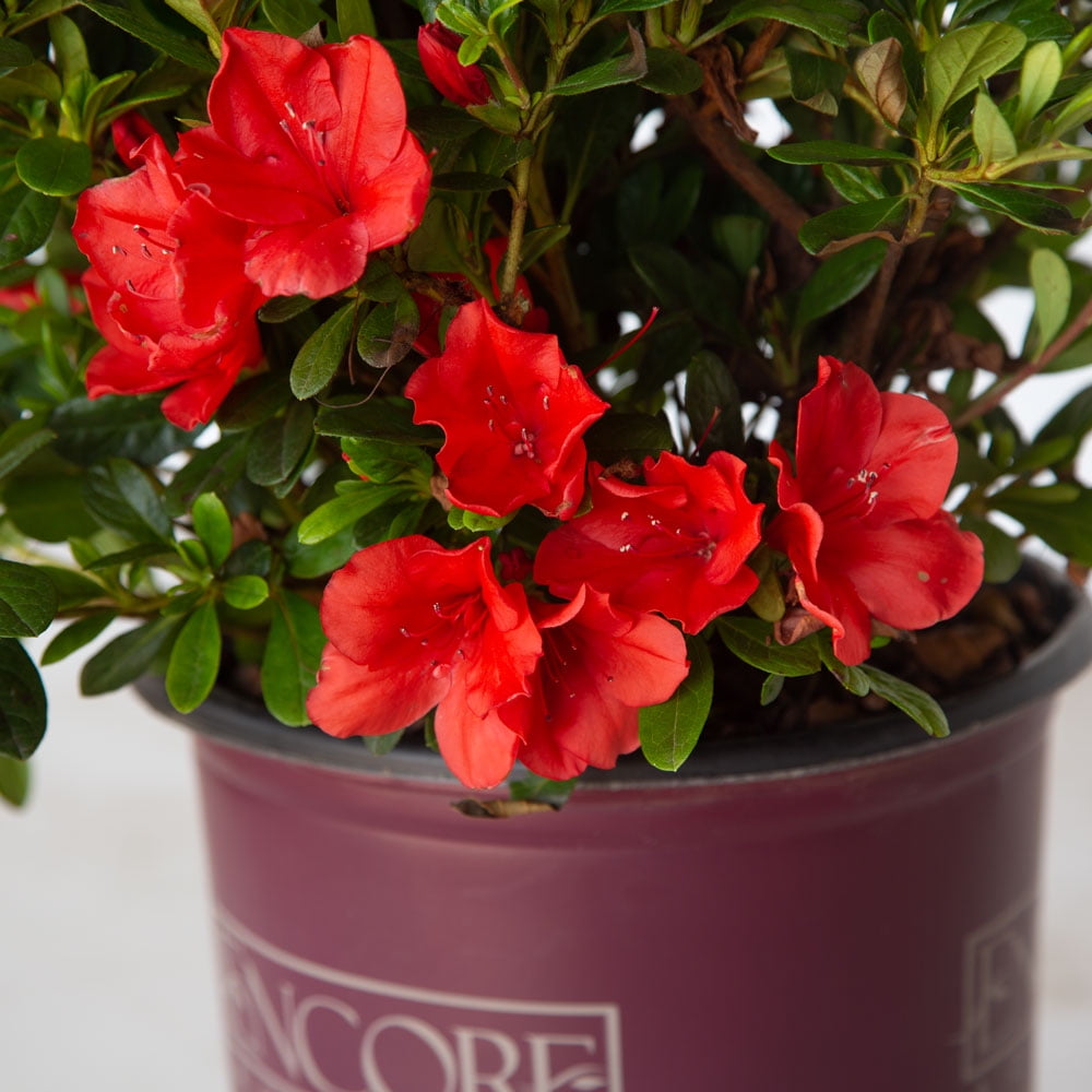 Encore Azalea Autumn Sunset (2 Gallon) Purple Flowering Shrub - Full Sun Live Outdoor Plant