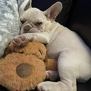 Original Snuggle Puppy Starter Kit for Anxiety Relief and Calming Aid, Biscuit Coloured Puppy Included and Blue Toy