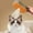Khaki, variant on Pet Spritz Brush for Cats Spritz Defur Comb Cat Steam Brush for Massaging and Cleaning Shedding for Long and Short Hair Cats and Dogs Grooming Tool,Khaki