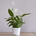 thumbnail image 2 of Spathiphyllum 'Peace Lily' Live Plant for Indoor | Different Houseplants in 4'' & 6'' Pot | Real House Plant for Living Room, Office, Desk & Bathroom | Peace Lily | Spathiphyllum, 2 of 6