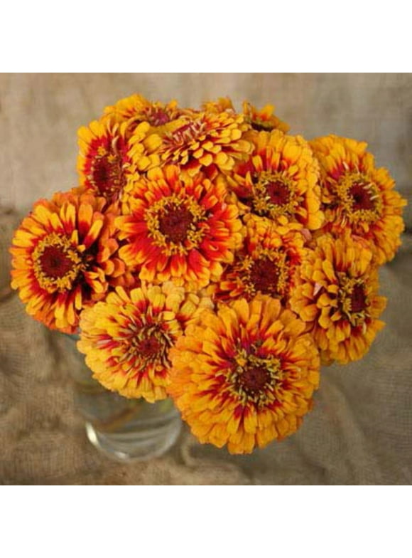 Zinnia Flower Seeds in Seed Gardening
