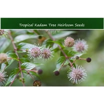 Tropical SEEDS -RARE Kadam Tree- Kadamba -40 Seeds  -Winter Interest -Adina cordifolia