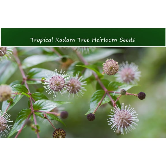 Tropical SEEDS -RARE Kadam Tree- Kadamba -40 Seeds  -Winter Interest -Adina cordifolia