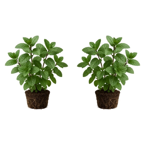 Chocolate Mint Live Plants - 2 Starter Plants, 4-8 in, Partial Shade, USDA Zones 3-8