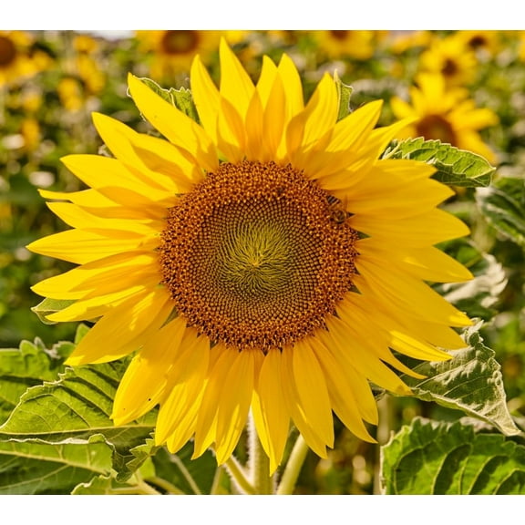 Mammoth Sunflower Seeds for Planting - Grow Giant Sunflowers (500 Seeds)