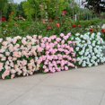 thumbnail image 1 of Delicate Fence Barrier Easy to Install Wood Telescopic Fencing Artificial Flower Decor Panel Retractable Hedge for Garden, 1 of 10