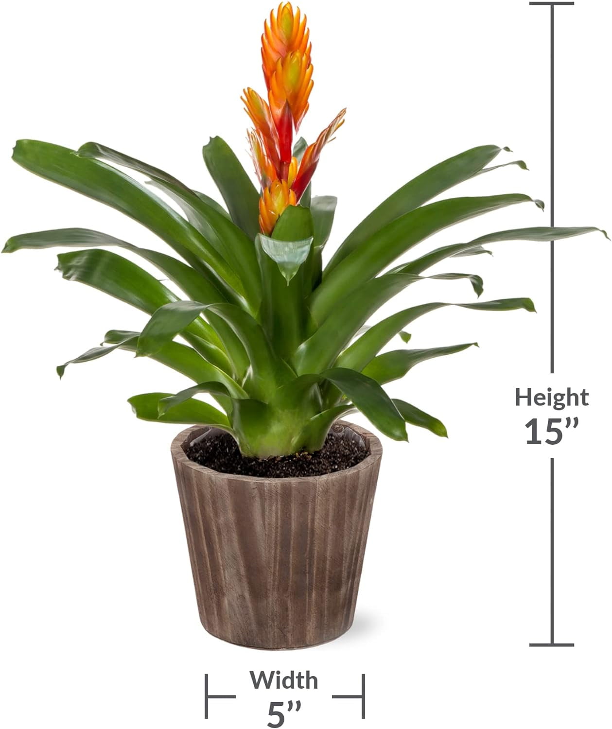 Just Add Ice 15" Tall Orange Vriesea Bromeliad Live Plant in 5" Moss Topped Brown Wood Pot, House Plant