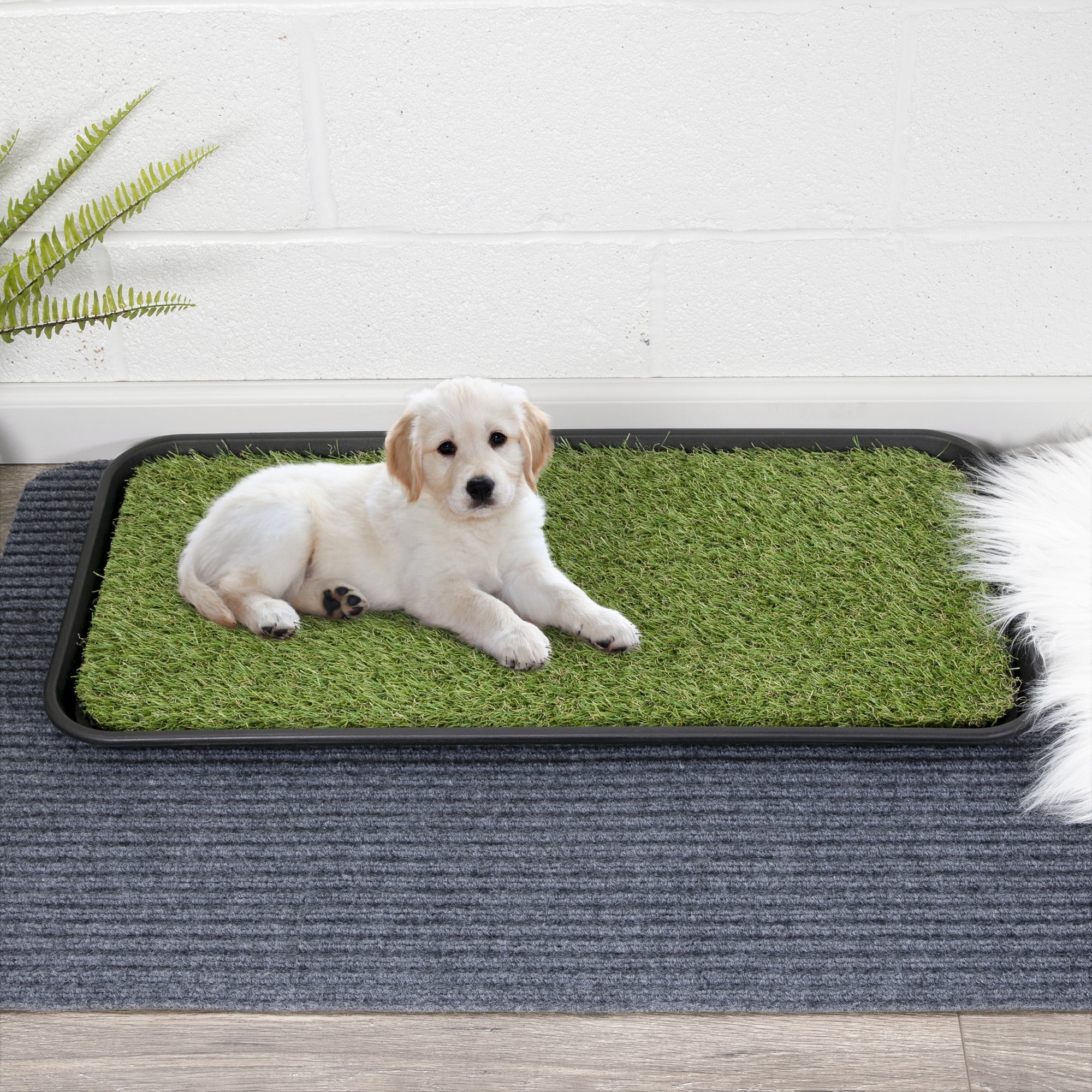 dog grass pad indoor