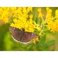 thumbnail image 2 of 10 GAY BUTTERFLIES MILKWEED Red Yellow Orange Mix Asclepias Tuberosa Butterfly Weed Flower Seeds, 2 of 11