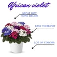 thumbnail image 3 of Blue African Violets Live Plants in Pots, Live African Violet Plants House Plant for Indoor Outdoor Décor, 4" Pot, Well-rooted and Year-round Blooming, 3 of 6