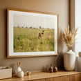 thumbnail image 5 of Deer at Rocky Mountain Arsenal 01 - Commerce City Colorado Photography Deer Wildlife Nature Landscape Rural Scenic Cityscape Unframed Wall Art Print 40 x 60 inches, 5 of 7