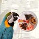 thumbnail image 4 of Juguete giratorio para loros Comedero giratorio creativo para pájaros, 4 of 4