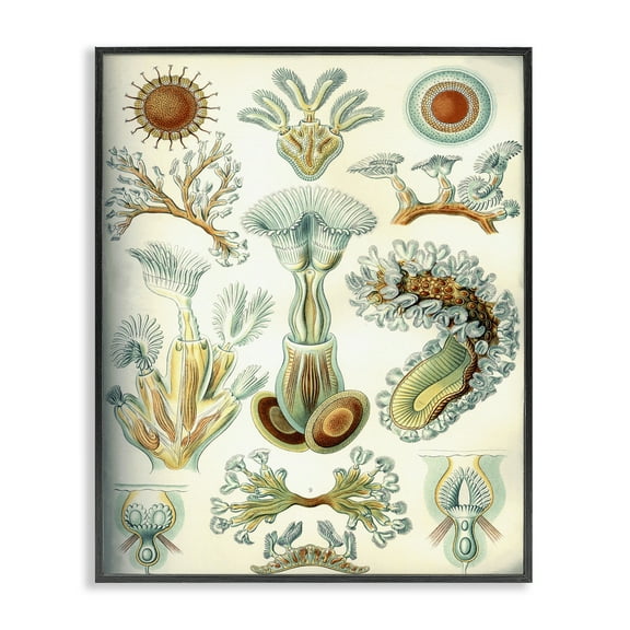 Stupell Industries Vintage Haeckel Sea Life STEM Painting Black Framed Art Print Wall Art, 11 x 14