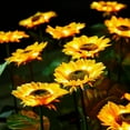 thumbnail image 3 of US 1-2 Pc LED Motion Sensor Light Bulbs Dusk Dawn Sensor Outdoor Sunflower Solar, 3 of 5