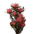 thumbnail image 2 of Vickerman 8-20" Pink Punch Plumosum, Female, 8 flower heads per bundle, Preserved, 2 of 4