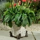 thumbnail image 5 of Fiudx Patas Decorativas de Resina para Bacinilla de Perro. Mejoran El Drenaje y La Circulación, Previenen Manchas En El Suelo, Son Perfectas para Jardineros, Regalo Del Día de La Madre, Juego de 3 Pi, 5 of 7