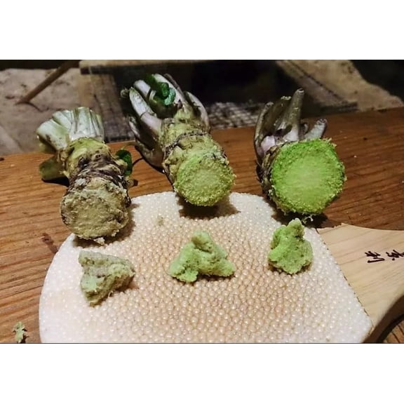 5 Japanese Wasabi Root Seeds for Planting - Wasabia japonica - Japanese Horseradish - Prized Sushi Side Condiment