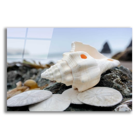 Epic Art 'Crescent Beach Shells 11' by Alan Blaustein Acrylic Glass Wall Art, 24"x16"
