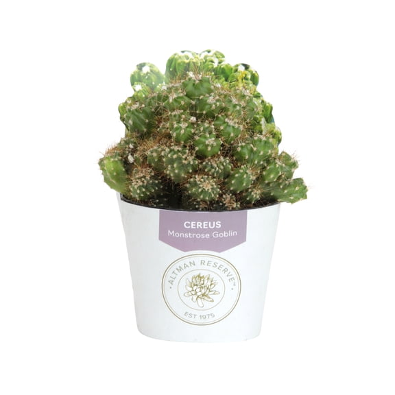 Altman Reserve Rare Unique Cereus Succulent in 3" Wrap Pot (1 Count)