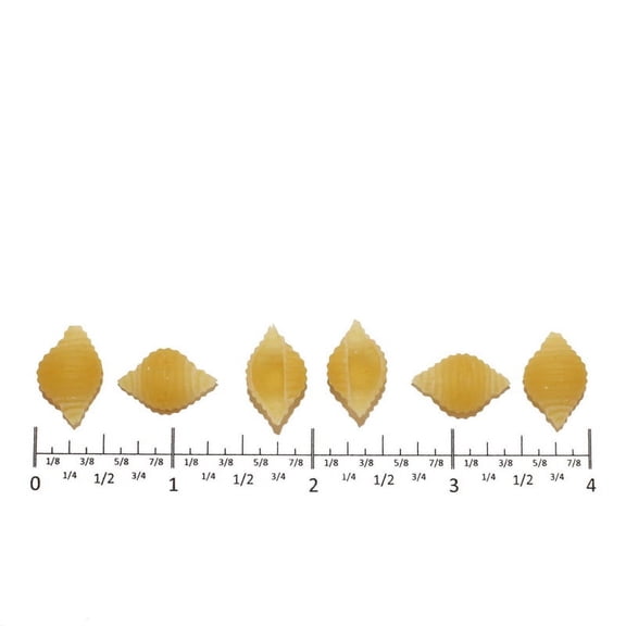 (Price/Case)Costa Shell Small 20 Pound - 1 Per Case