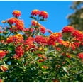 thumbnail image 2 of Set 2 Lantana Dallas Red Plants 4-7" Tall for Planting, Red Lantana Flower Plants, Perennial Flowering Plants, Ornamental Flower Plant Indoor Outdoor, 2 of 5