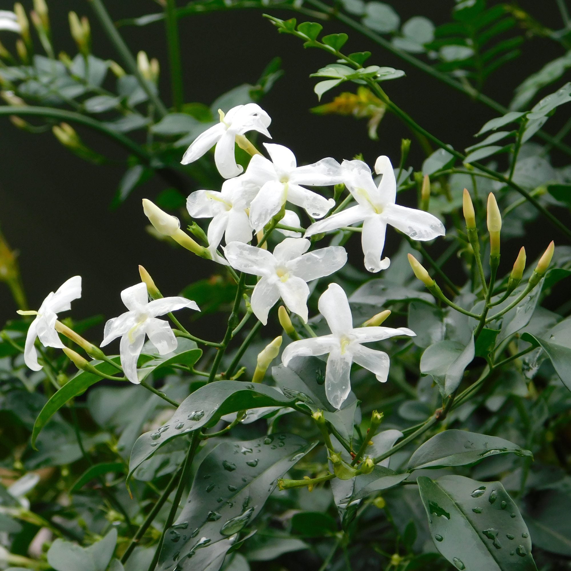 Jasmine Flower Whole (jasminum officinale) – Glenbrook Farms Herbs and Such