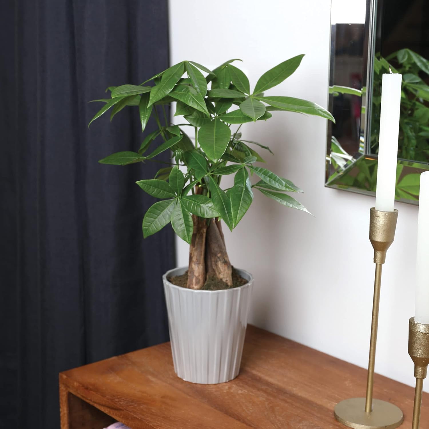 Just Add Ice 14-16" Money Tree Live Plant in 5" Grey Ceramic Pot, House Plant