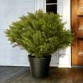 thumbnail image 3 of 28 in. Globe Juniper, 3 of 3