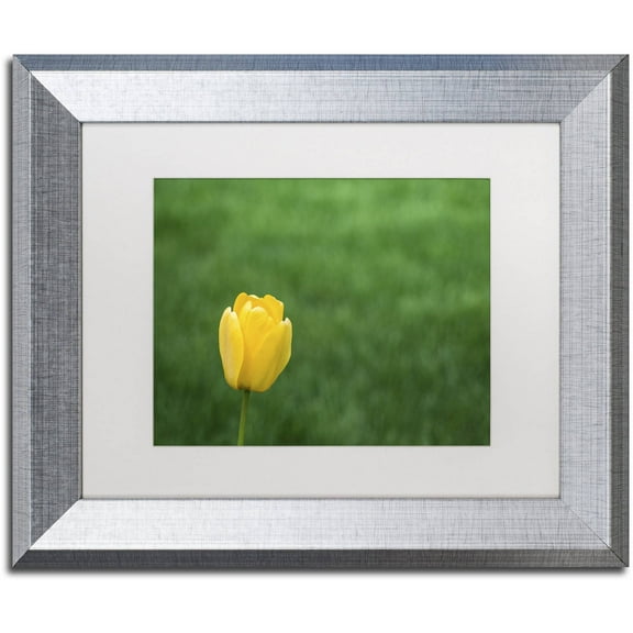 Trademark Fine Art "A Lone Yellow Tulip 2" Canvas Art by Kurt Shaffer, White Matte, Silver Frame