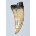 thumbnail image 1 of TYRANNOSAURUS REX T-Rex Dinosaur TOOTH CAST (Tooth REPLICA) 6o, 1 of 3