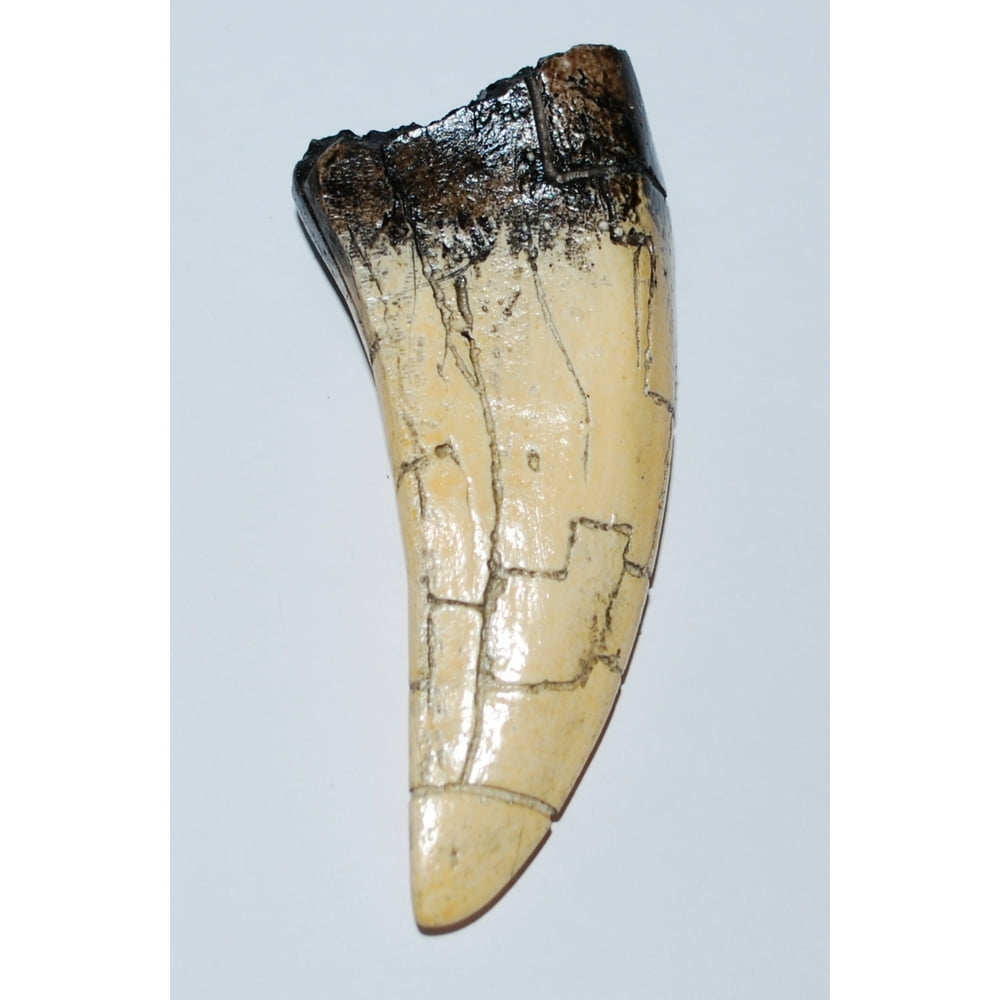 rex tooth