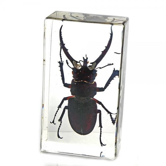 REALBUG Stag Beetle Paperweight (2.9x1.6x1)