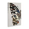 thumbnail image 3 of Stupell Industries French Country Spotted Butterfly Wing Canvas Art, 16 x 24, by Melissa Wang, 3 of 8
