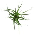 thumbnail image 3 of The Air Plant Shop 5-7" Big Sparkler Air Live Plants, 3 of 8