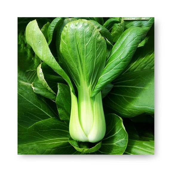 Harris Seeds Pak Choi Raichu F1, Upright Green Bok Choy for Summer Growing, 1,000 Count