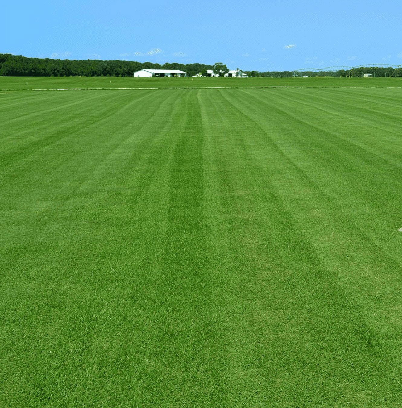 5.000 Emerald Zoysia Grass Seeds for Lawn, Zoysia Japonica Seeds Ornamental Grass Seed