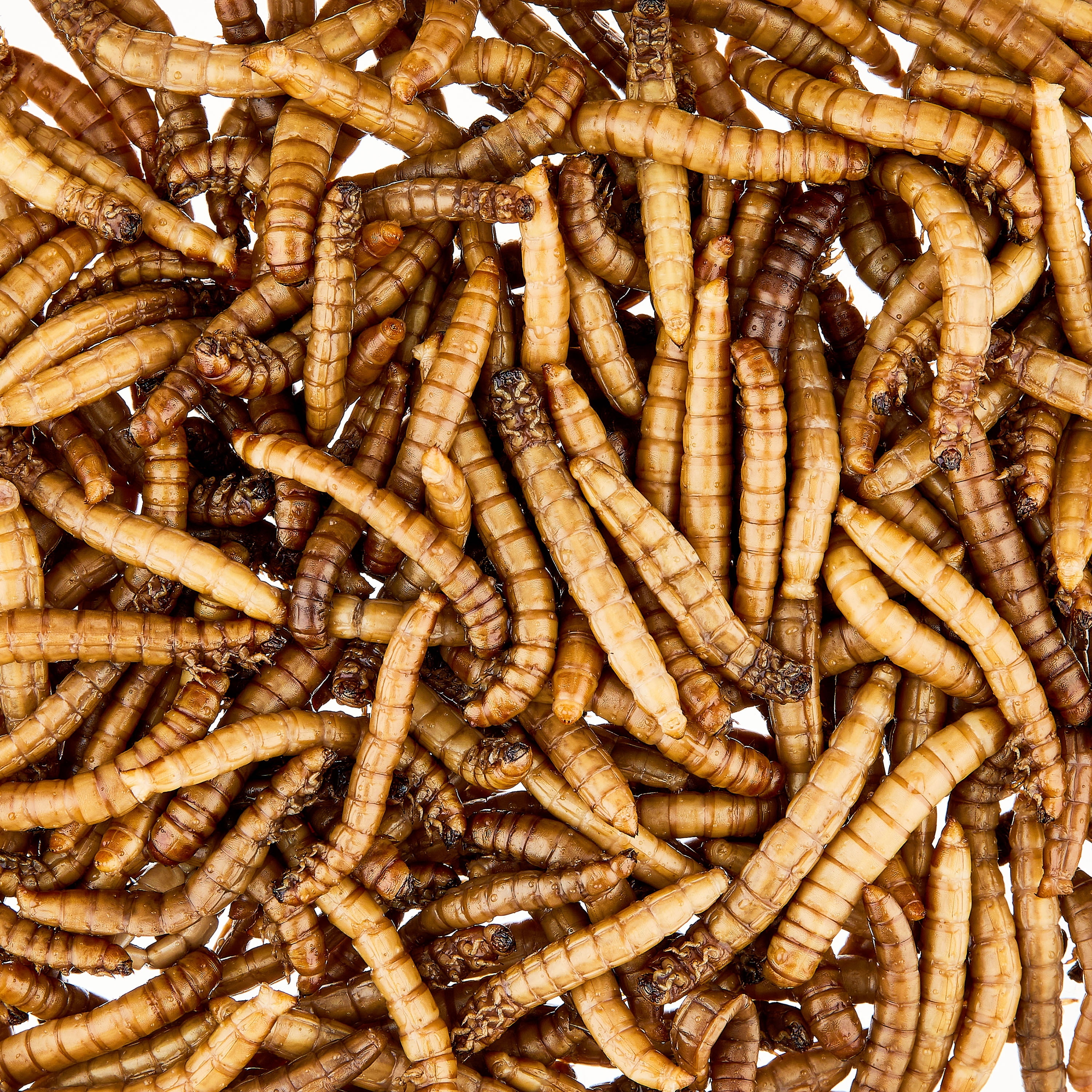 (24 pack) Vibrant Life Canned Mealworms for Reptiles, Birds & Fish, 1.2 oz