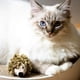thumbnail image 5 of Peluche Interactivo para Perros y Gatos (Erizo), 5 of 5