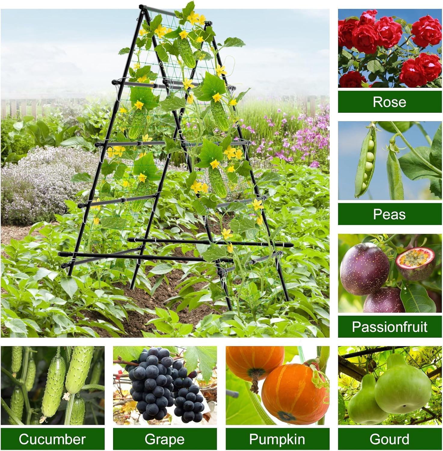 Sedeke 6ft Cucumber Trellis for Raised Bed, Garden Trellis for Climbing Plants Outdoor, A Frame Metal Trellis Support with Net for Vegetables Vines