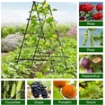 thumbnail image 5 of Sedeke 6ft Cucumber Trellis for Raised Bed, Garden Trellis for Climbing Plants Outdoor, A Frame Metal Trellis Support with Net for Vegetables Vines, 5 of 7