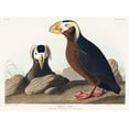 thumbnail image 2 of Audubon, John James 32x25 Black Ornate Wood Framed with Double Matting Museum Art Print Titled - Tufted Auk, 2 of 4