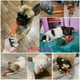 thumbnail image 4 of Juguetes para perros 3 juguetes para masticar para la dentición de cachorros, juguetes para masticar para perros, juguetes de cuerda, juguetes para masticar para gatos, juguetes de conejo trenzados seguros, regalo saludable ER, 4 of 5